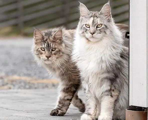 缅因猫多少钱一只正常价(缅因猫多少钱一只2019)