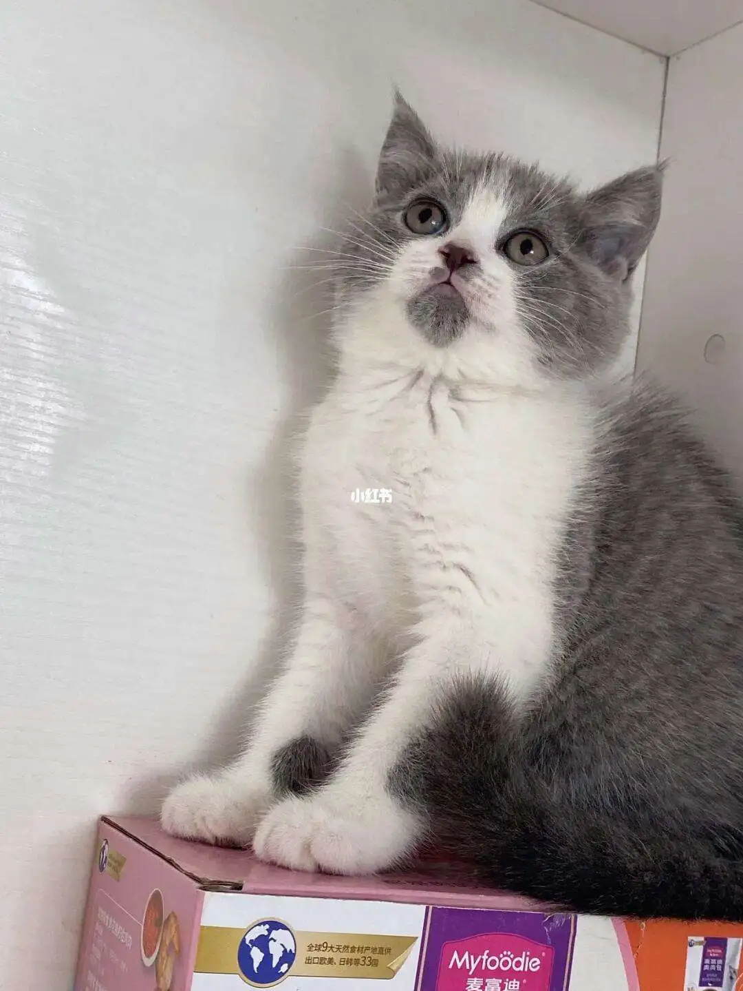 宠物猫英短蓝猫(英短蓝猫和普通蓝猫区别)