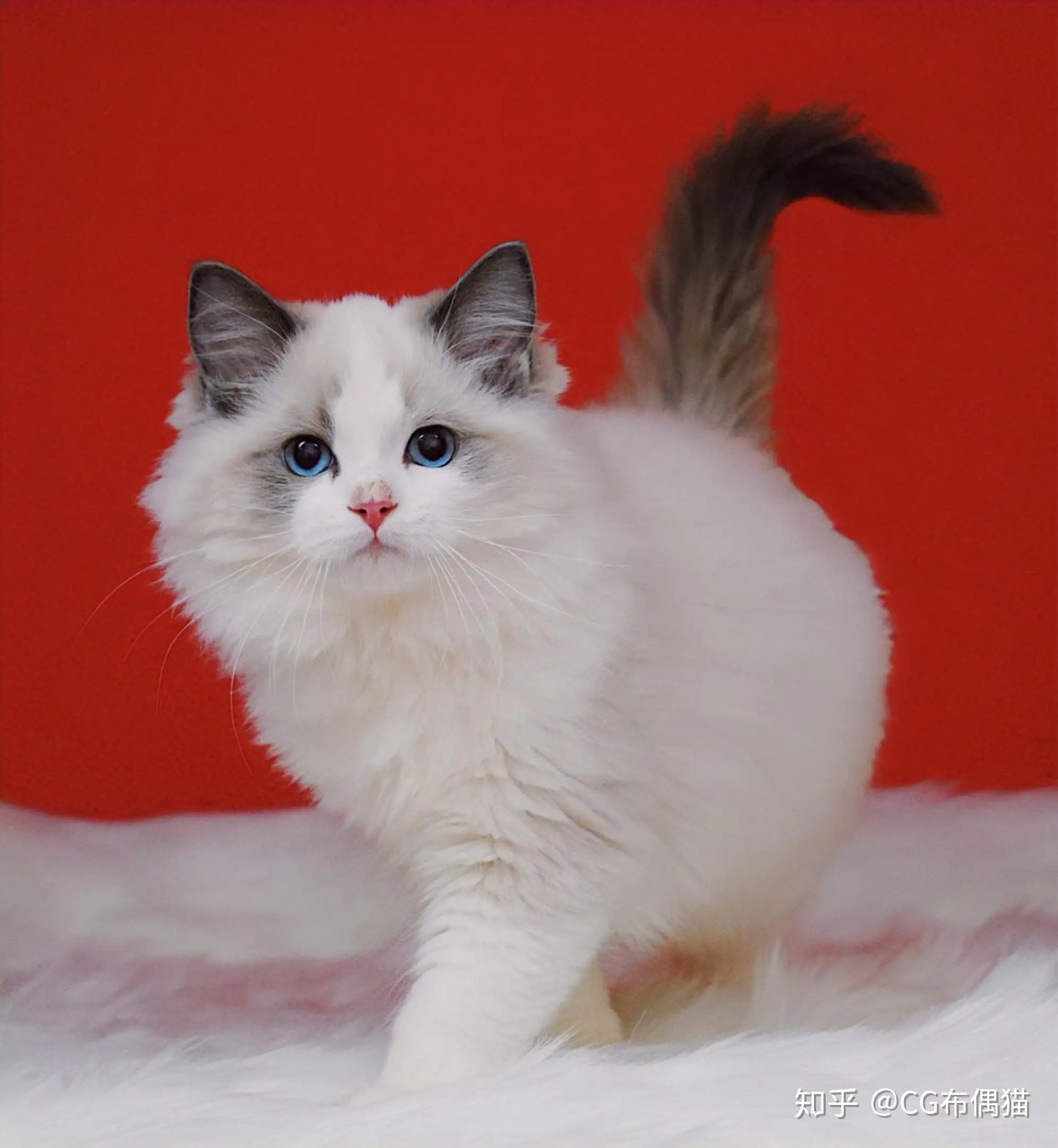 一只纯种的布偶猫(一只纯种布偶猫大概多少钱)