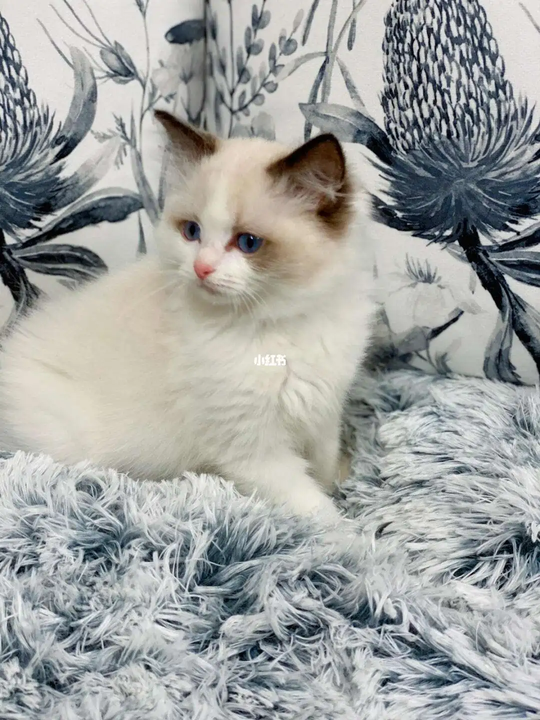 奶猫布偶(奶猫布偶猫)