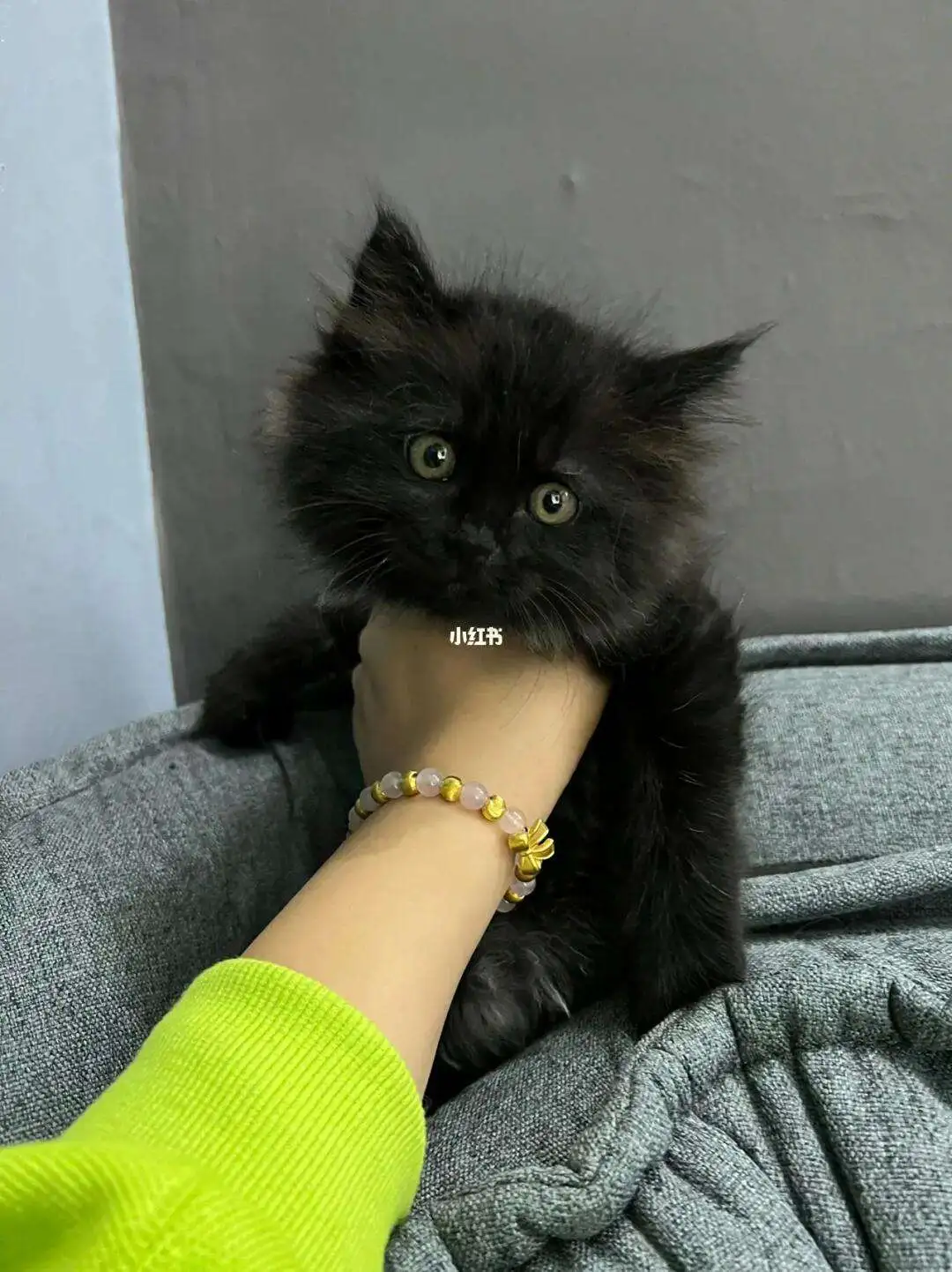 黑色高地猫一般多少钱一只(黑色高地猫一般多少钱一只图片)