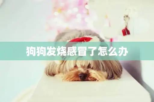 狗狗感冒发烧有什么症状(狗狗感冒引起发烧怎样退烧)