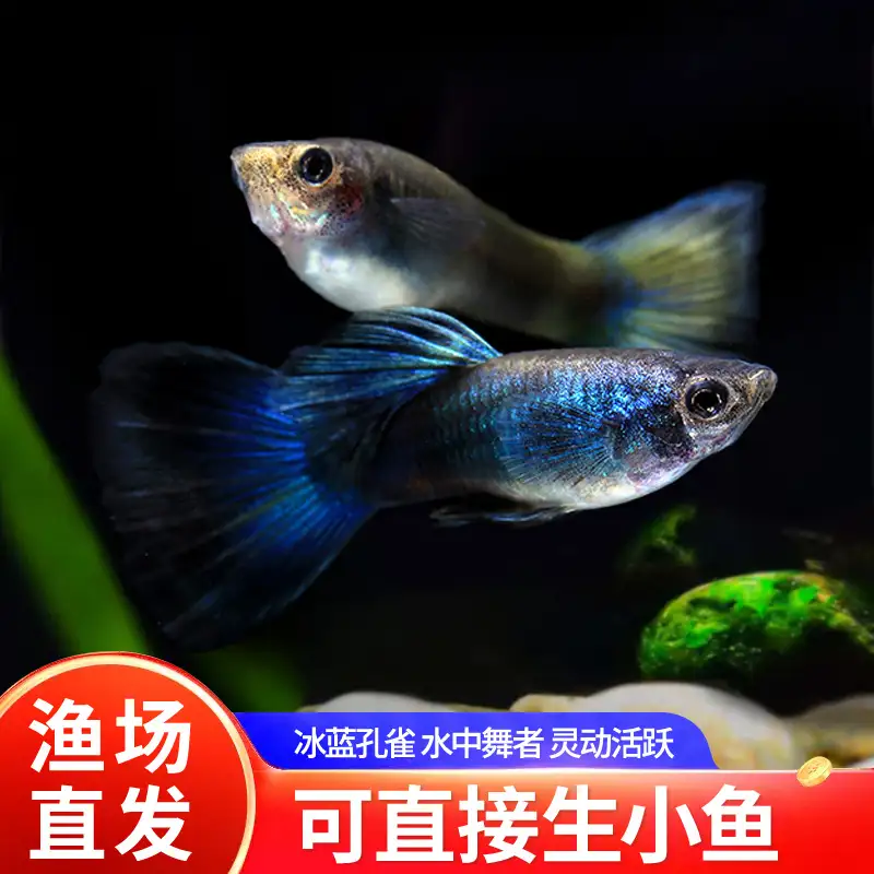 红斑马鱼怎么繁殖(红斑马鱼怎么繁殖的)