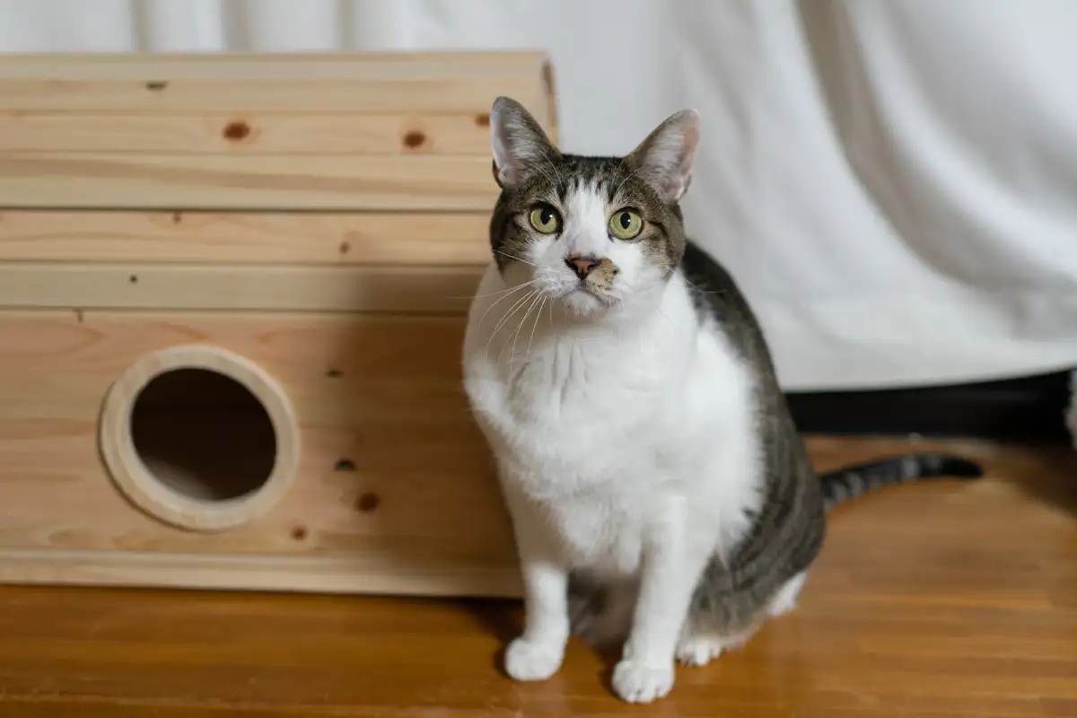 猫的寿命为多少(猫的寿命多少年啊)
