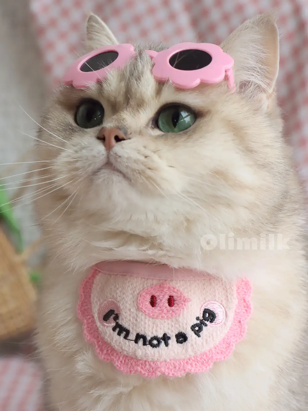 宠物小猫的品种及价格表(宠物小猫的品种及价格表大全)
