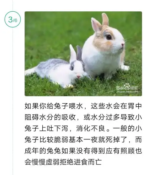 兔子长期不喝水会怎样(兔子长期不喝水会怎样呢)