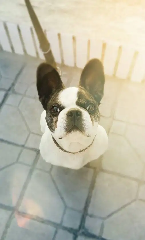 /\犬.(犬子是什么意思)