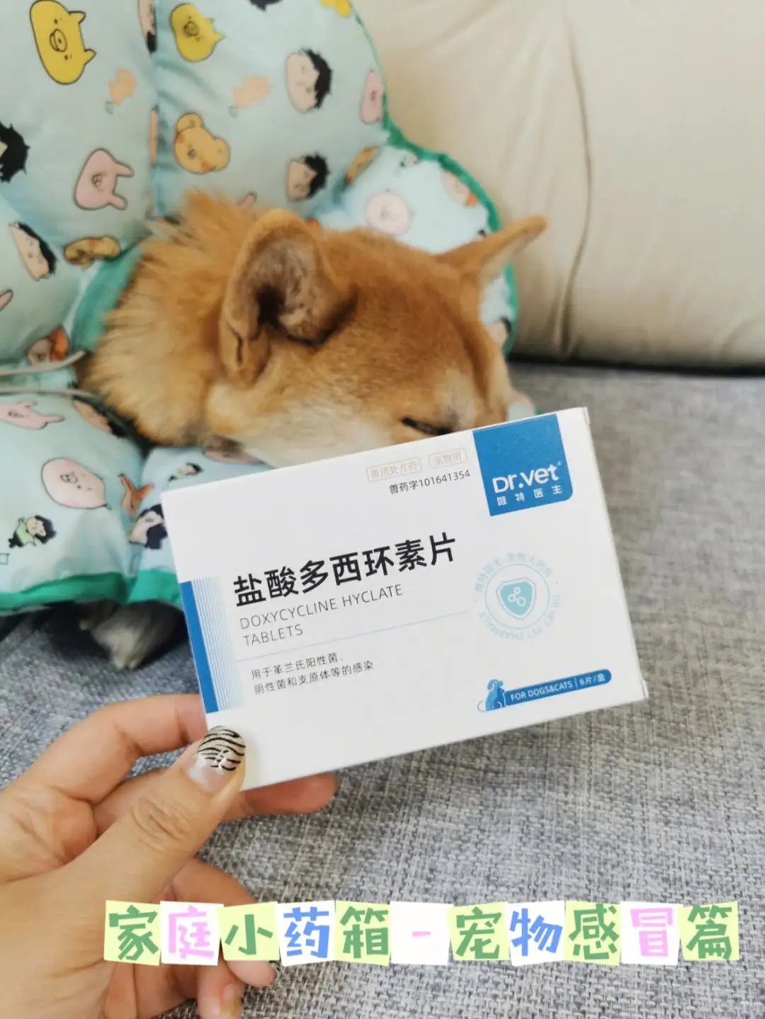 狗狗感冒了吃什么药呢(狗狗感冒了吃什么药呢好得快)