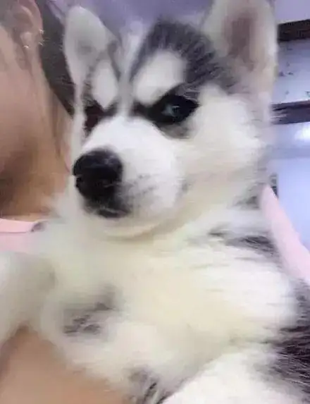 一只哈士奇多少钱(一只哈士奇多少钱成年)