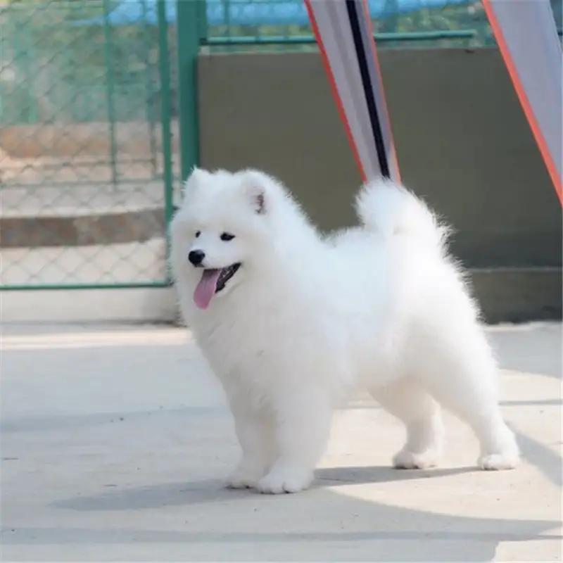 萨摩耶犬舍哪家好(萨摩耶犬舍哪家好一点)