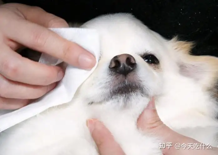 狗狗老是流眼泪是不吃什么导致(狗狗老是流眼泪是不吃什么导致的原因)