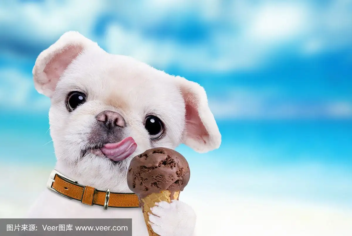 小狗狗能吃雪糕吗(狗狗可不可以吃雪糕?)