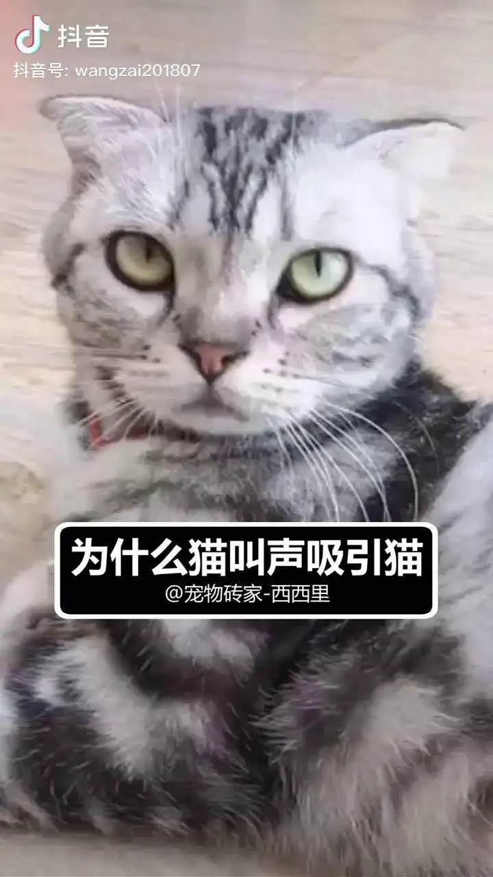 猫为什么会发出咕咕的声(猫为什么会发出咕咕的声音)