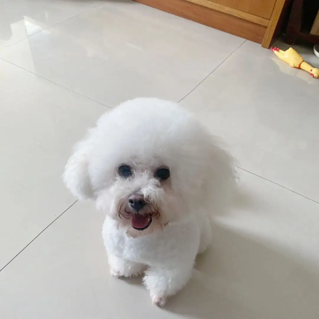比熊养母狗好还是公好(比熊犬养母的好还是公的好)