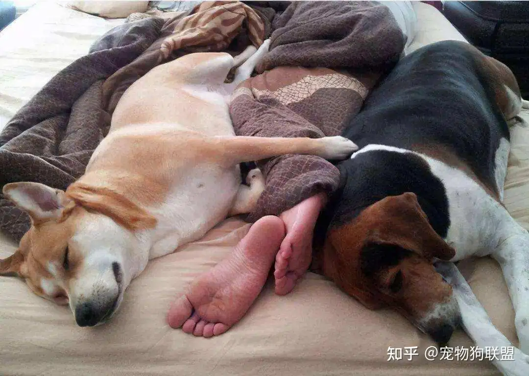 狗狗为什么连在一起(狗为什么连在一起分不开)