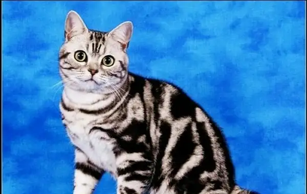猫有哪几种种类(猫有哪几种种类图片)