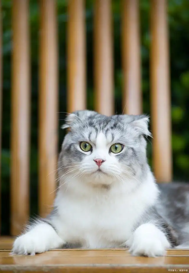 苏格兰弯耳猫多少钱(苏格兰折耳蓝猫多少钱一只)