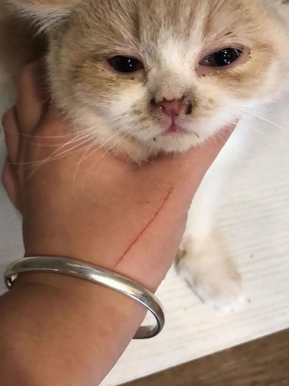 猫咪怀孕期间得了猫鼻支(猫咪怀孕期间得了猫鼻支怎么办)