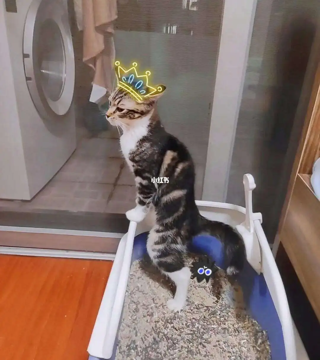 猫咪无法排便(猫猫拉不出屎,怎么治疗)