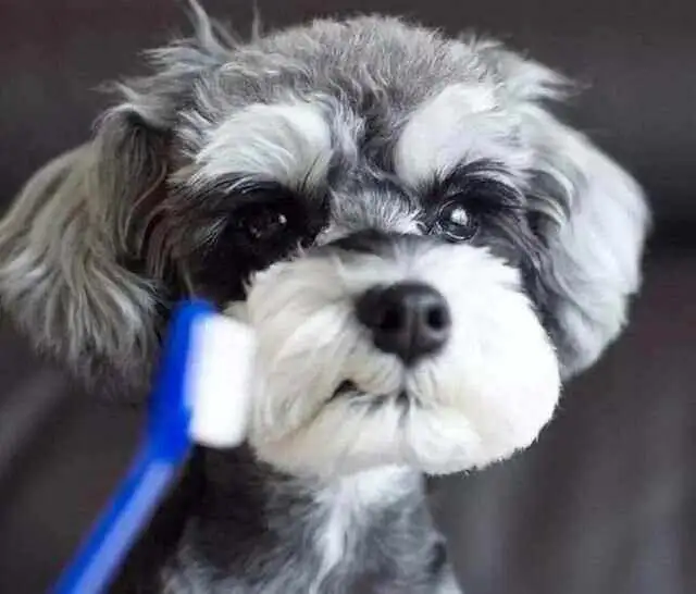 掉毛少体味小的小型犬(掉毛少体味小的小型犬品种)