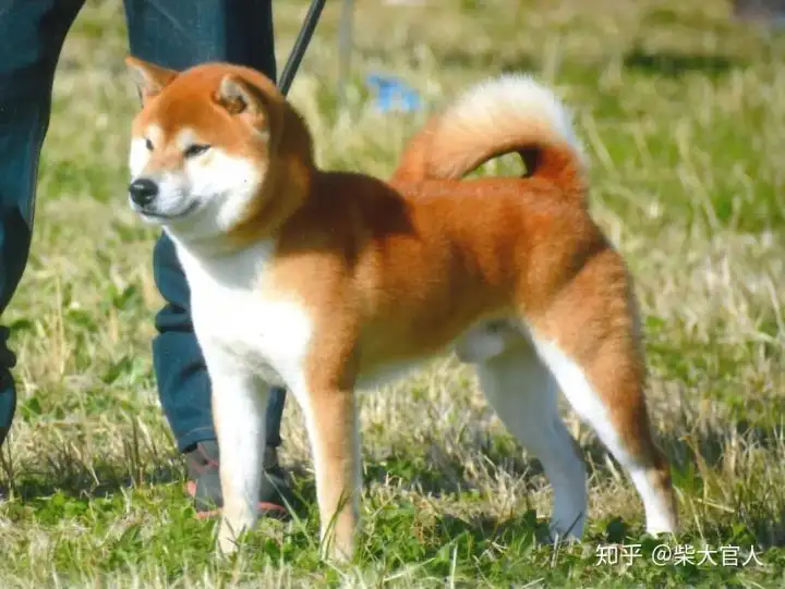 柴犬的区别(秋田犬和柴犬的区别)