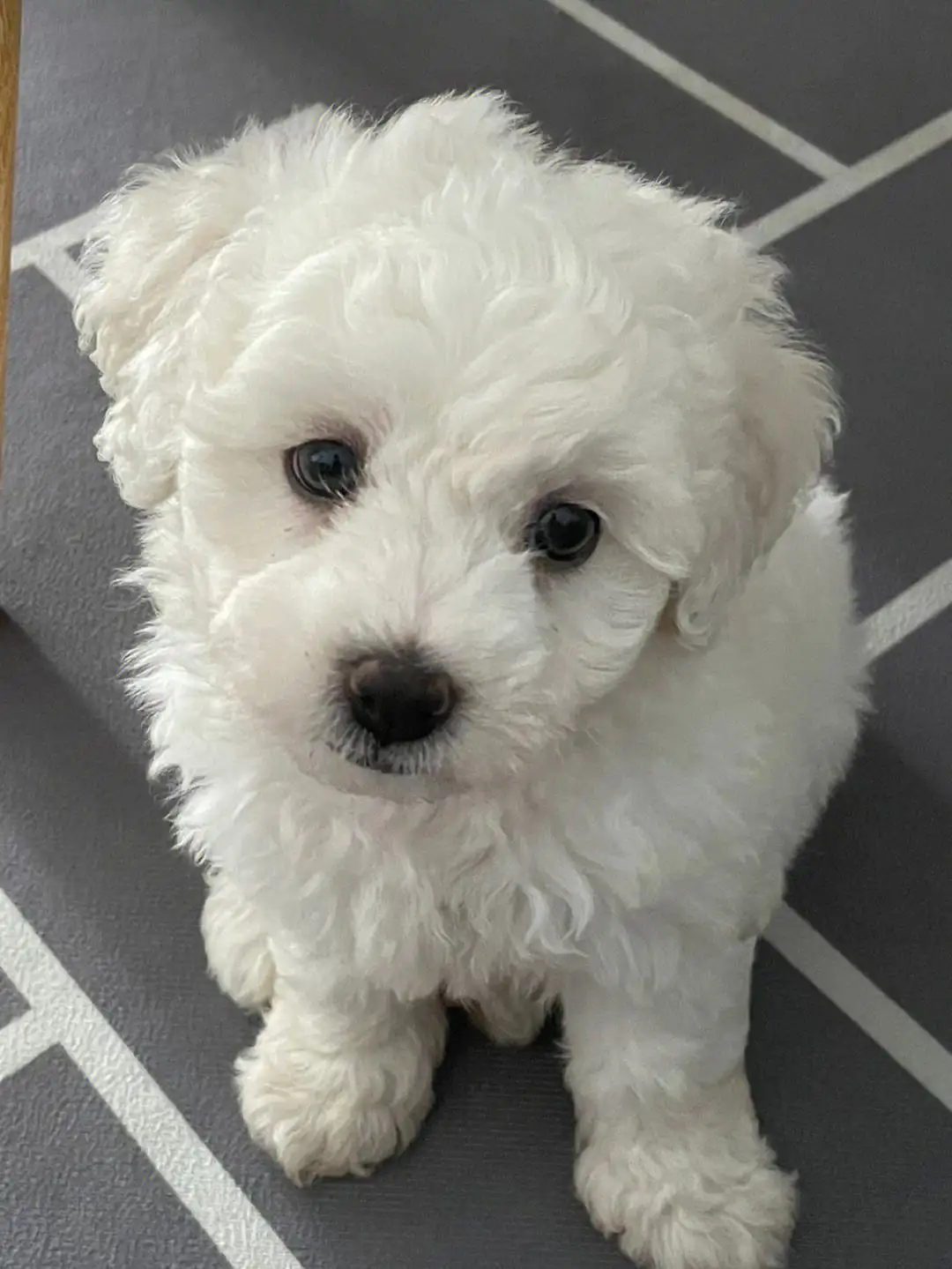 比熊养母狗好还是公好(比熊犬养母的好还是公的好)