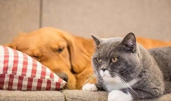 养猫还是养狗省心?(养猫还是养狗哪个最适合)