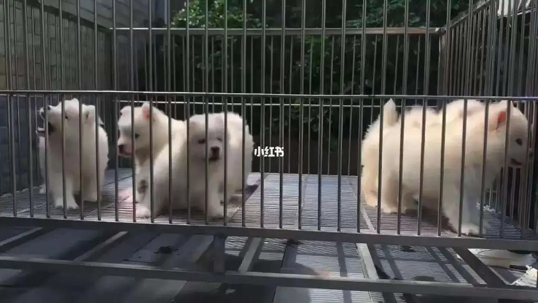 萨摩耶犬舍哪家好(萨摩耶犬舍哪家好一点)