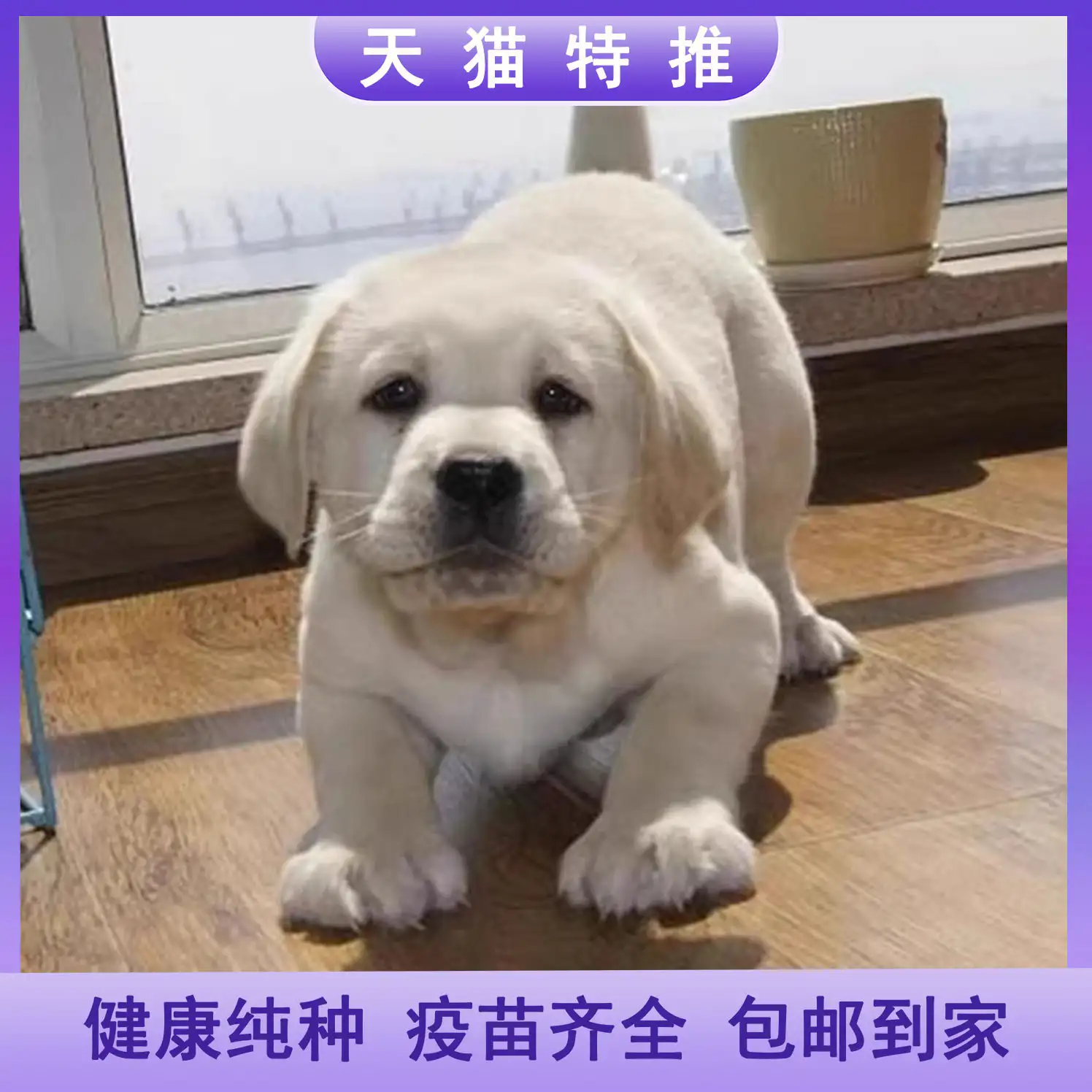 狗最多活多少岁(狗最多能活到多少岁?)