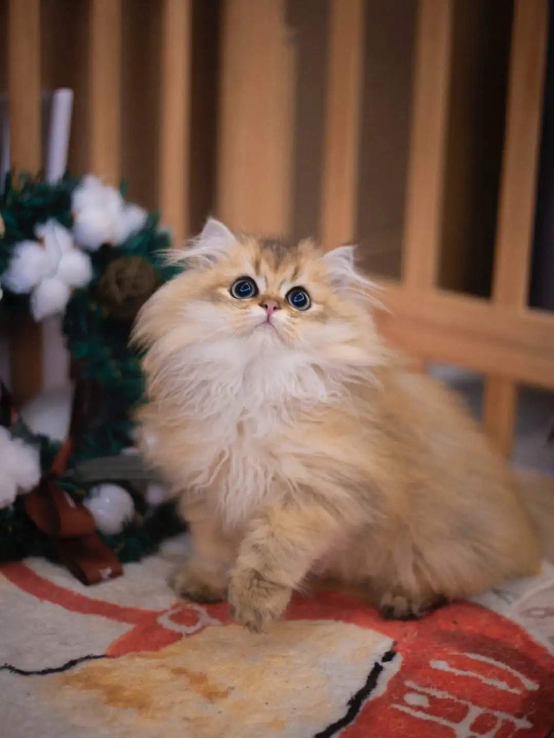 比较温顺的猫品种(比较温顺的猫品种有哪些)