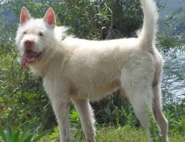 中华田园犬品种大全介绍(中华田园犬12个品种介绍)