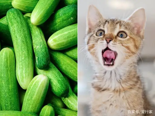小猫能吃黄瓜吗(小猫能吃黄瓜吗生的)