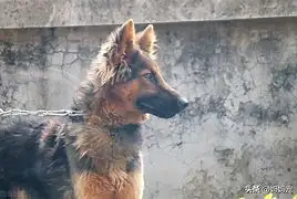 纯种德国牧羊犬犬多少钱一只(纯种德国牧羊犬犬多少钱一只啊)