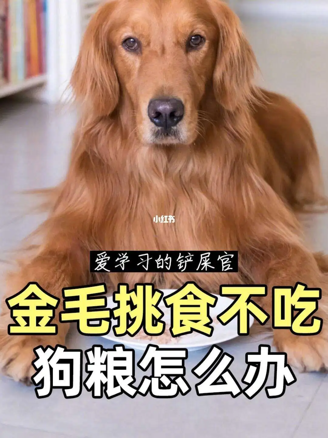 金毛四个月狗粮吃多少(四个月的金毛一天吃多少狗粮)