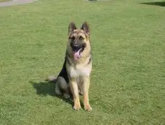 纯种德国牧羊犬犬多少钱一只(纯种德国牧羊犬犬多少钱一只啊)