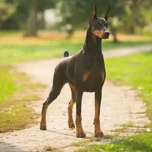 迷你杜宾血统(迷你杜宾犬犬舍)