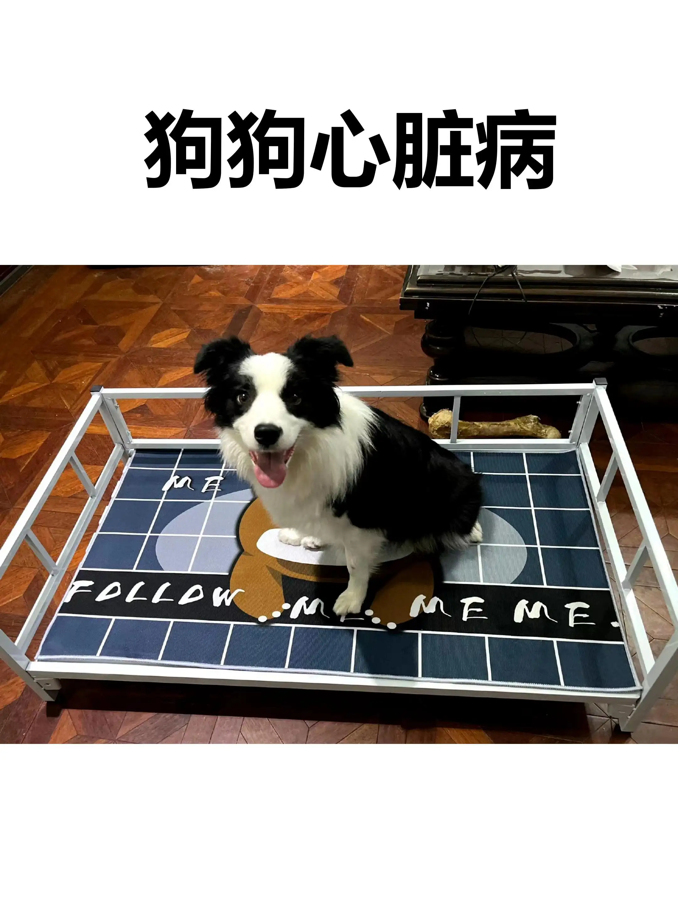 狗狗心脏病死前的征兆(老年犬临终前三天的表现)