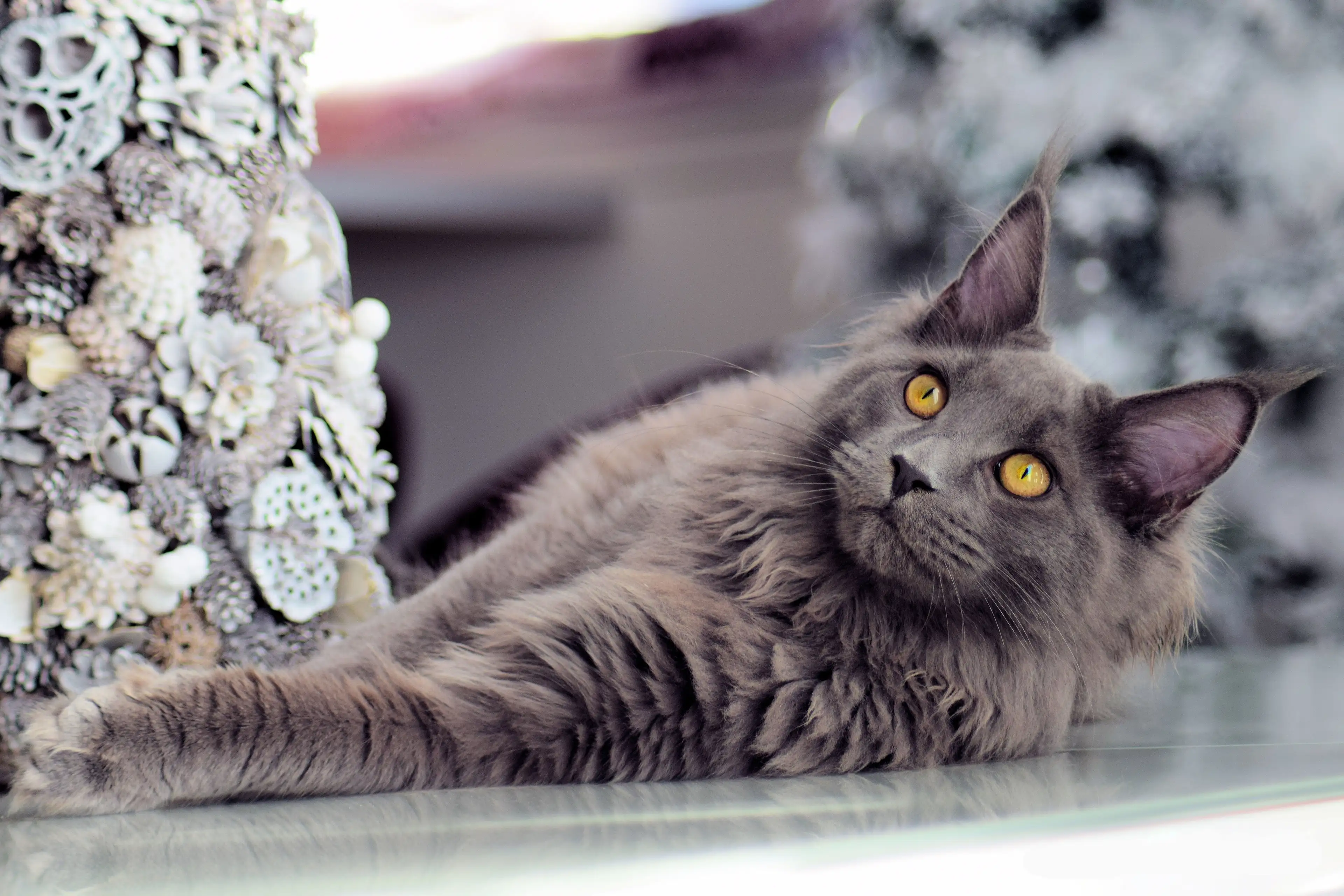 比较温顺的猫品种(比较温顺的猫品种有哪些)