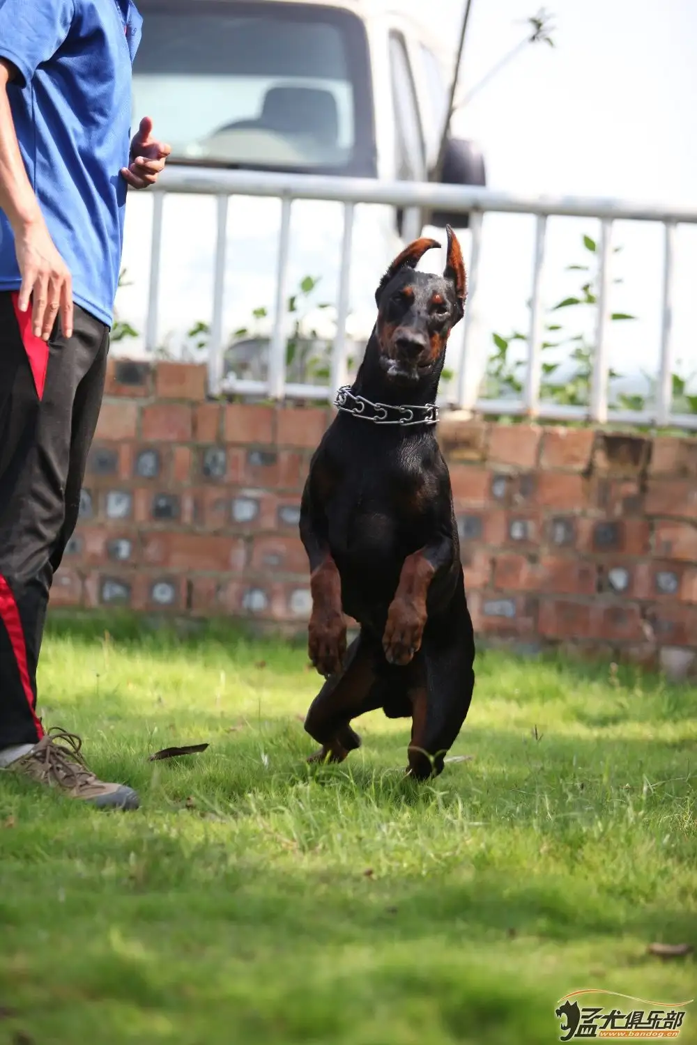 出售杜宾犬多少钱(出售杜宾犬多少钱一个)