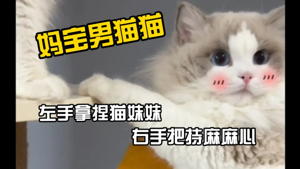 布偶猫咪一只卖多少钱(布偶猫现在一只能卖多少钱)