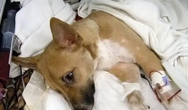 狗狗得细小死亡前兆(狗狗得细小什么症状是要死了)