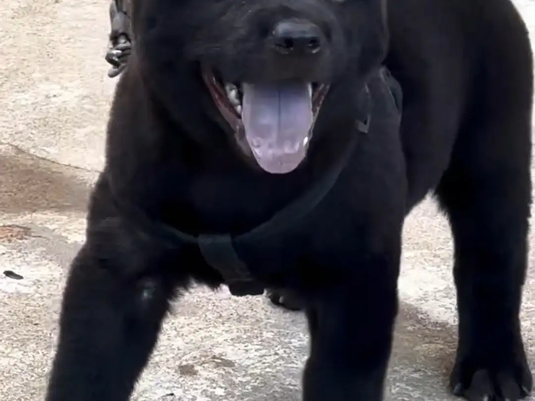 中华田园犬品种大全介绍(中华田园犬12个品种介绍)