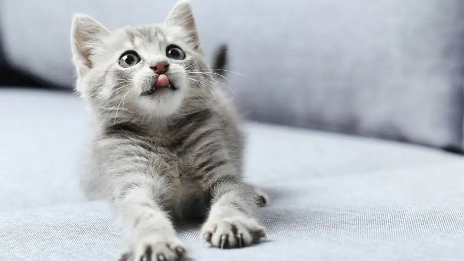 猫咪适合养几只(猫咪适合养几只猫)