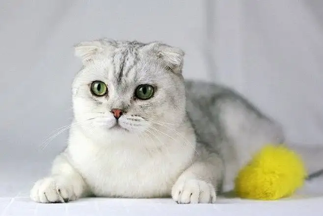 苏格兰弯耳猫多少钱(苏格兰折耳蓝猫多少钱一只)