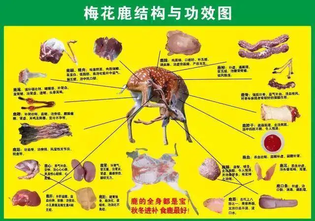 鹿尾巴作用(鹿尾巴作用是什么?)