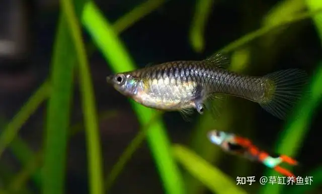 孔雀鱼吃什么繁殖快(孔雀鱼吃什么繁殖快些)