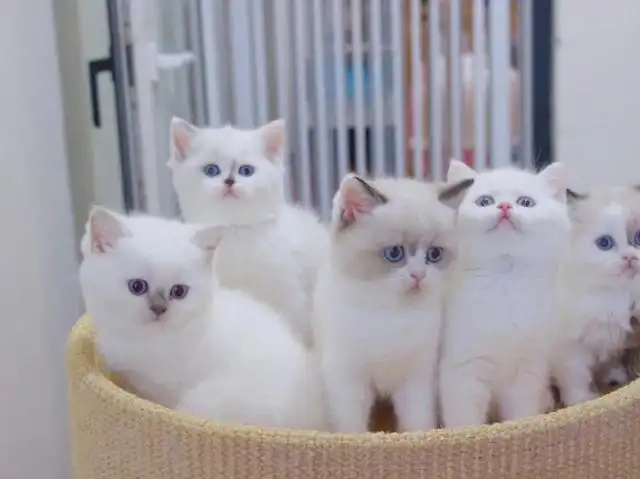 布偶猫咪一只卖多少钱(布偶猫现在一只能卖多少钱)
