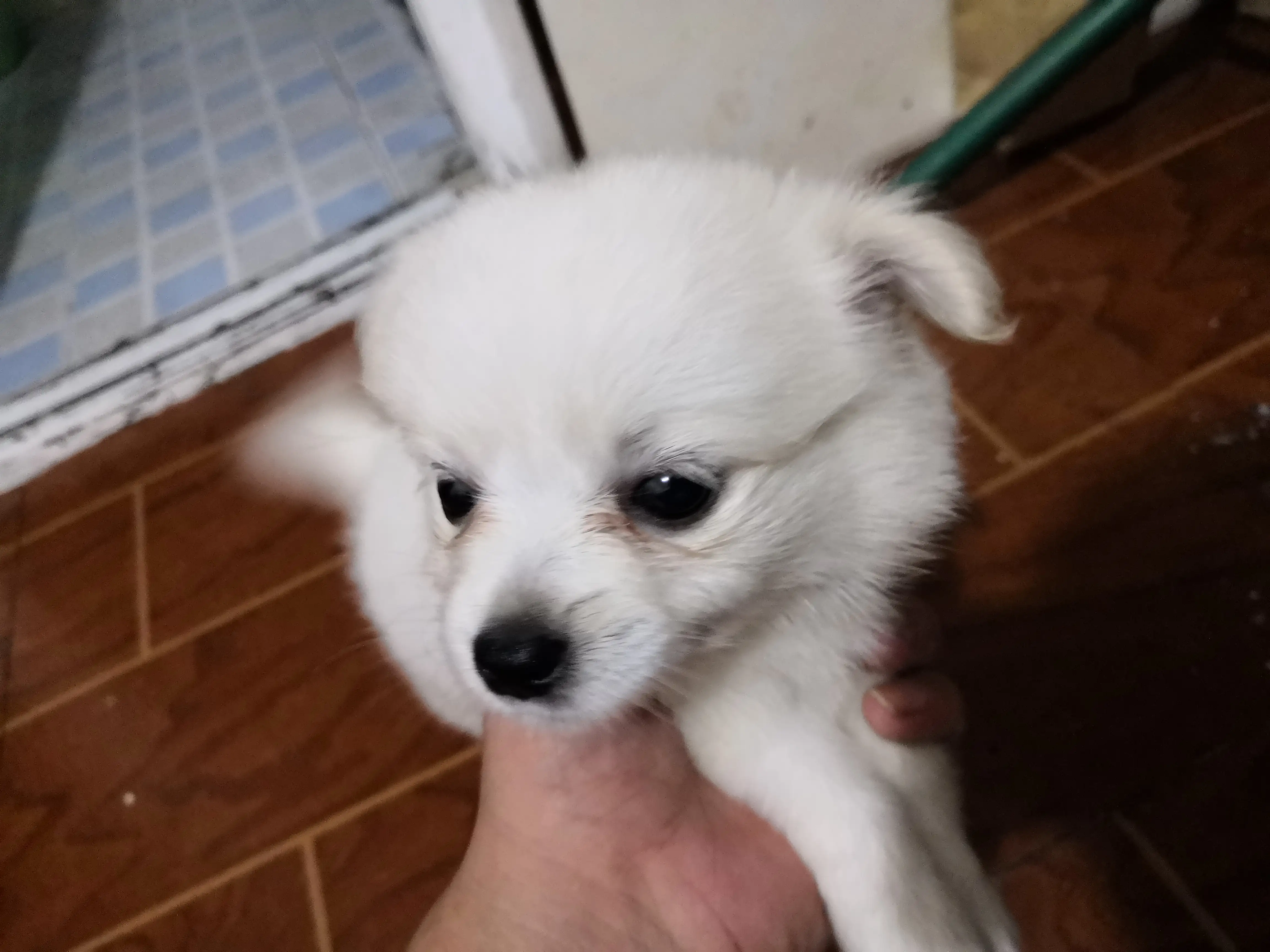 博美狗狗能活几年(博美狗一般能活多少年)