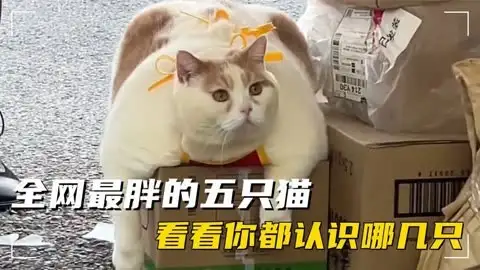 肥的猫的品种(很肥的猫叫什么名字)