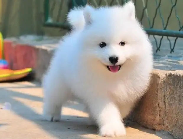 萨摩耶是雪橇犬吗(萨摩耶为什么是雪橇三傻)